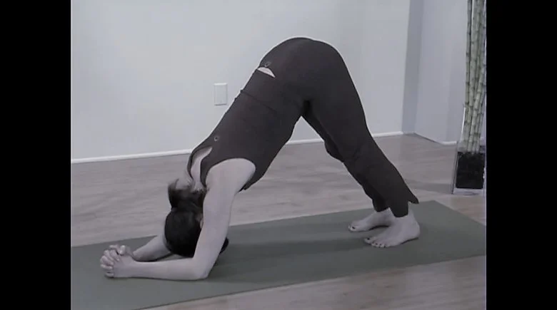 dolphin pose.jpg
