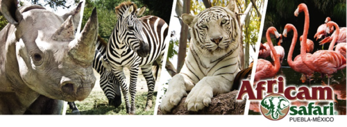 AFRICAM.png