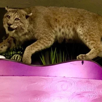 Cat Got Your Tongue?