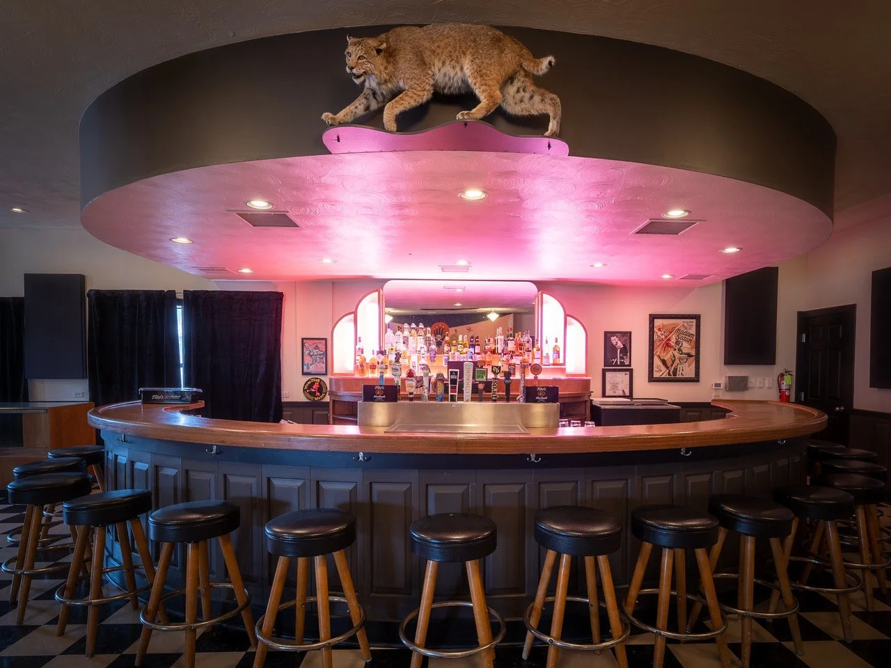 Cat Got Your Tongue?