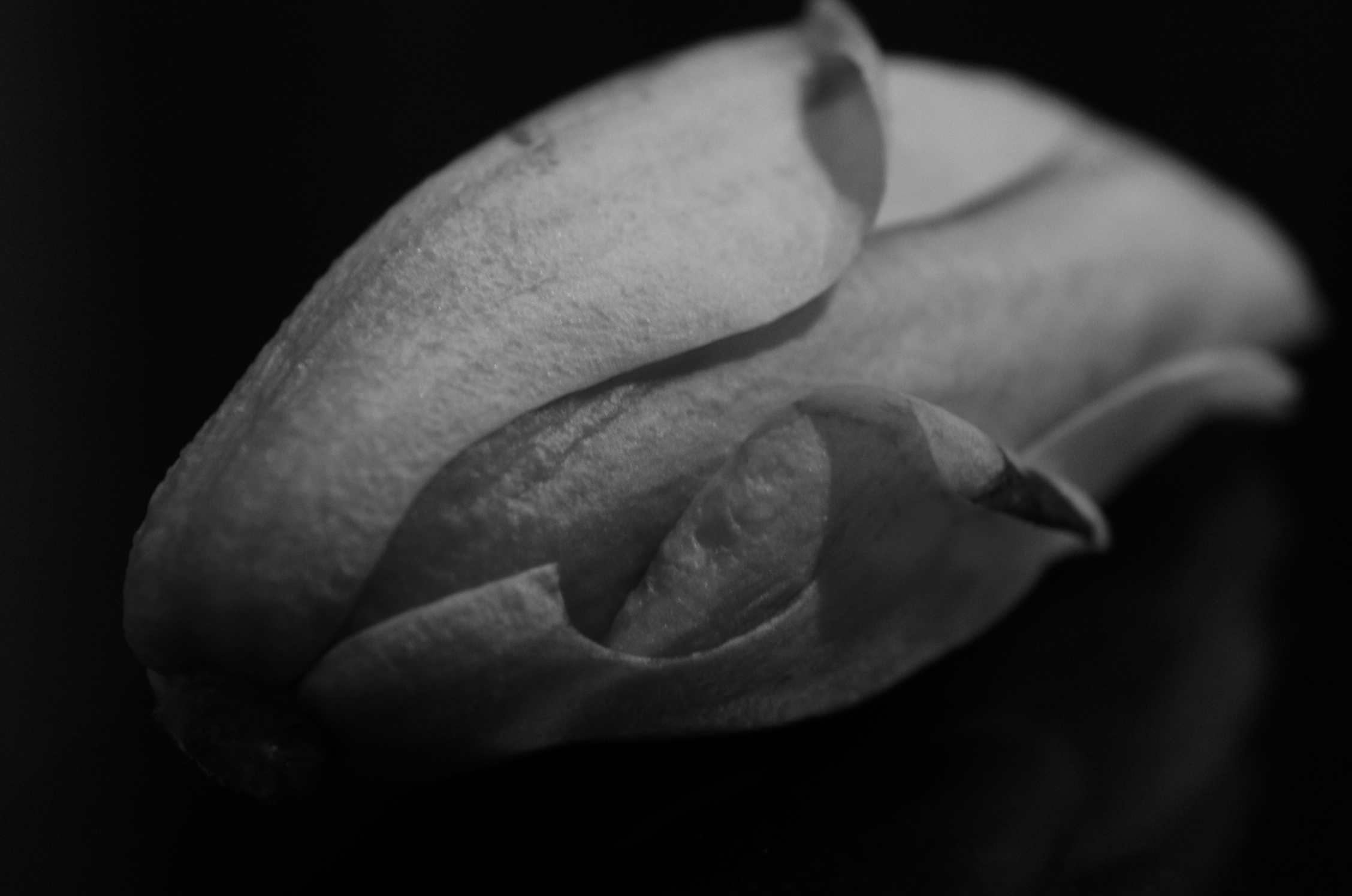 Magnolia - 05 Kopie.jpg