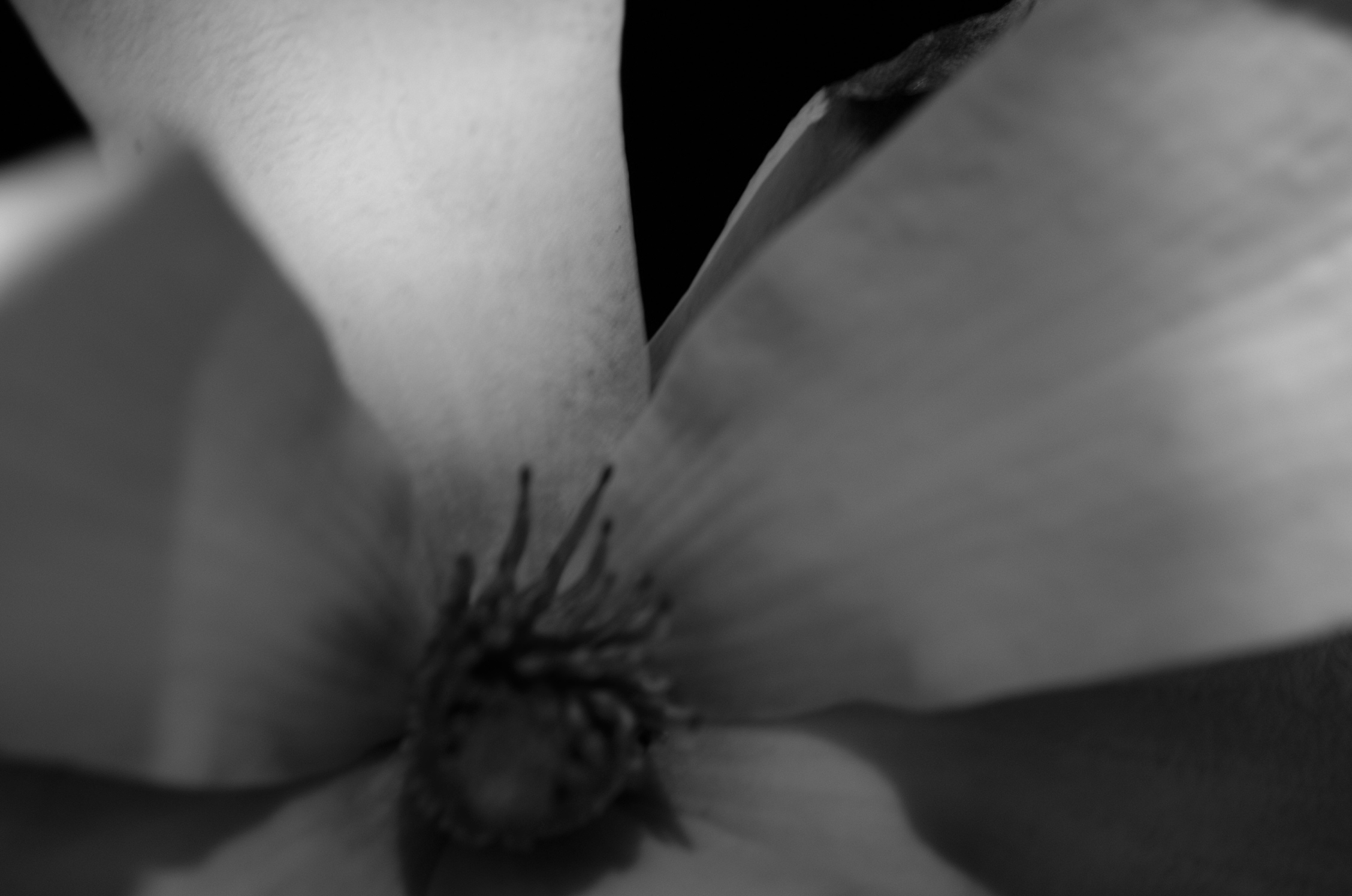Magnolia - 33.jpg