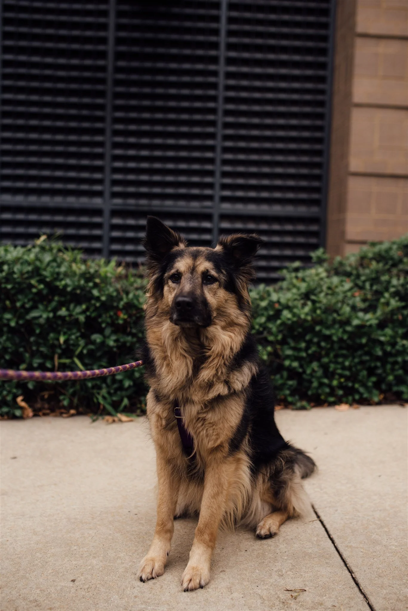 downtown Raleigh anniversary session - Raleigh family photographer - North Carolina wedding photographer
