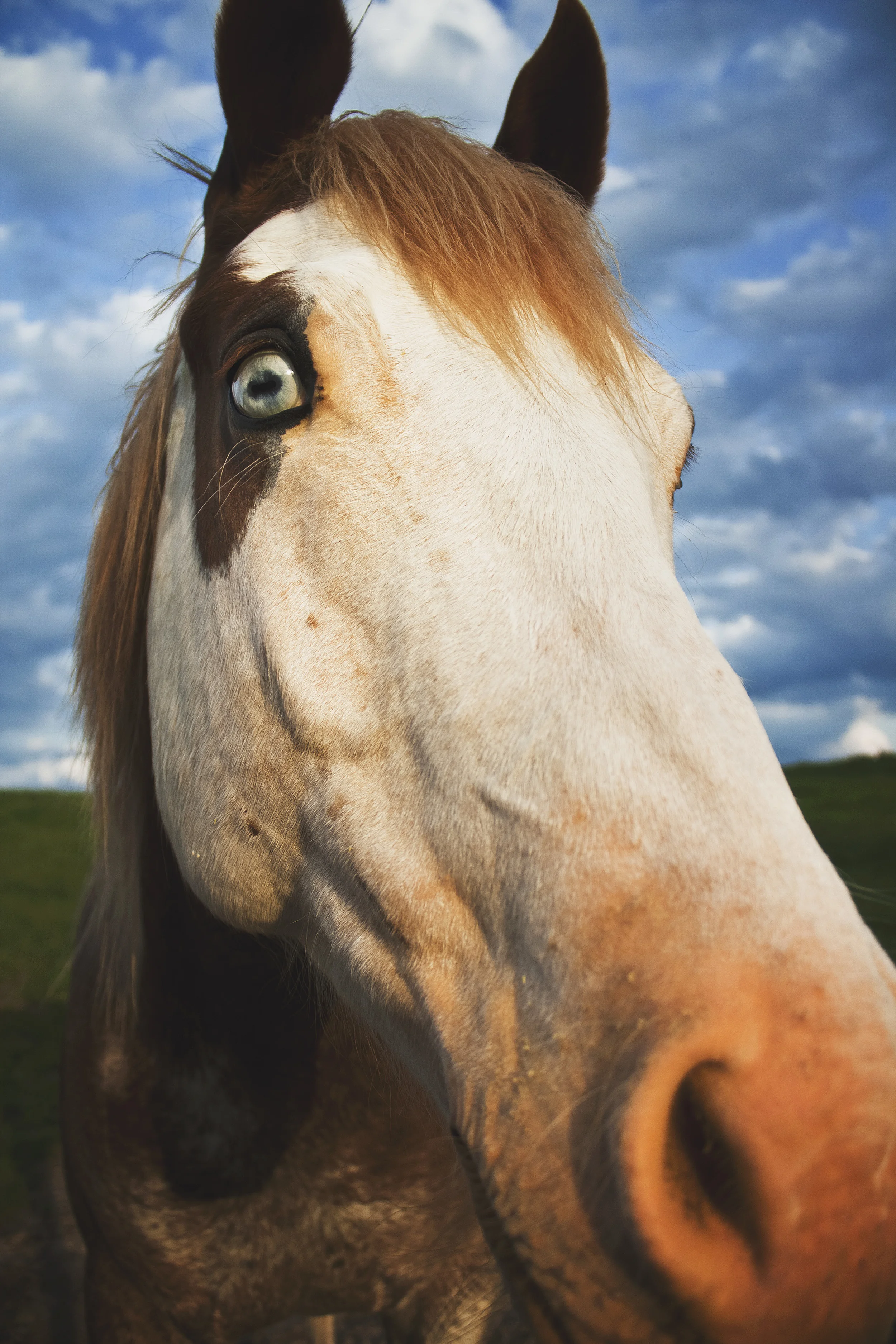 Horse.jpg