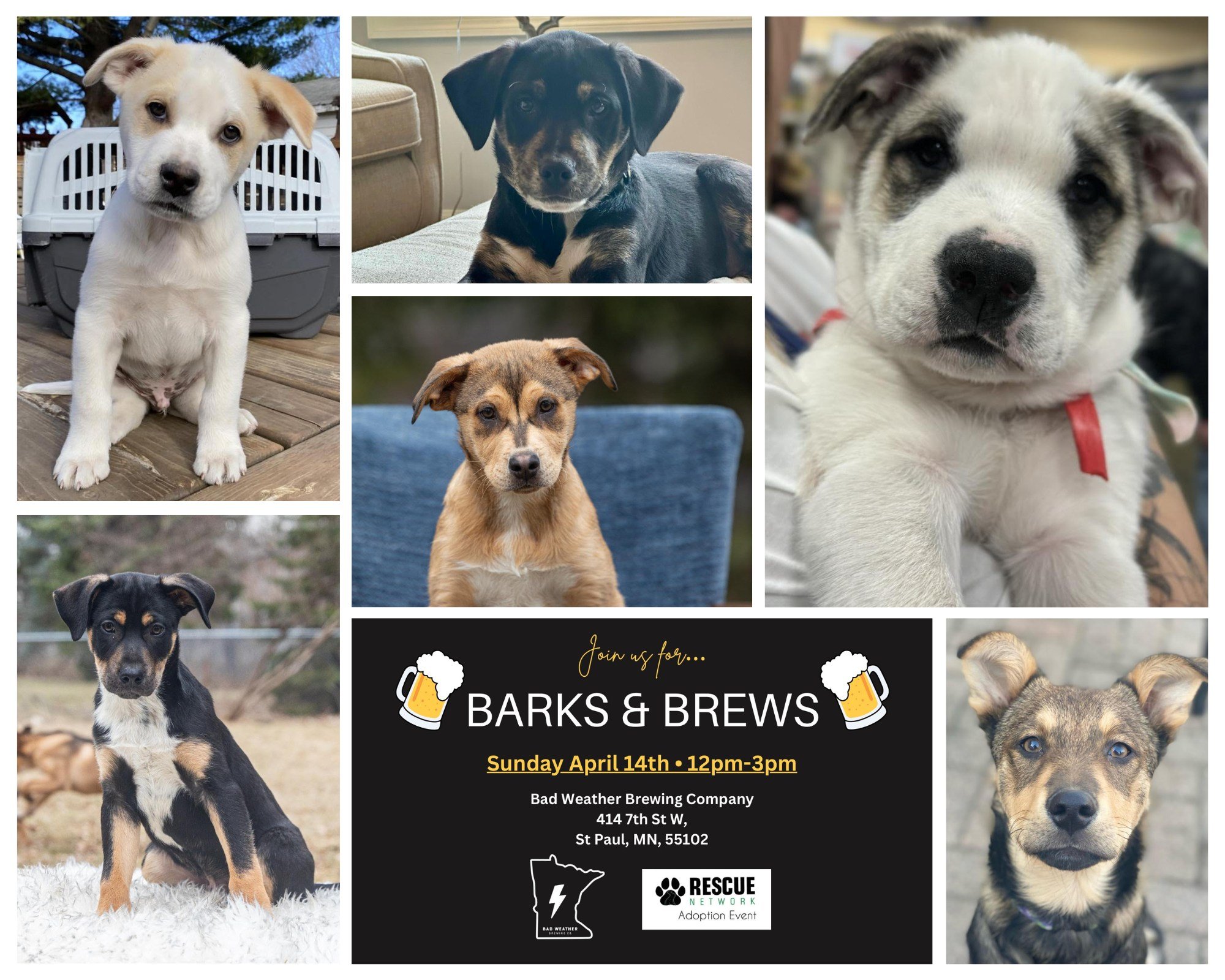 PUPPIES!

Sunday from noon to 3 we are hosting an Adoptable Pup Meet &amp; Greet with Rescue Network. Meet the volunteers and the pups  and find out ways to help support them. Perhaps maybe consider a forever home for one of the dogs. 

These are the