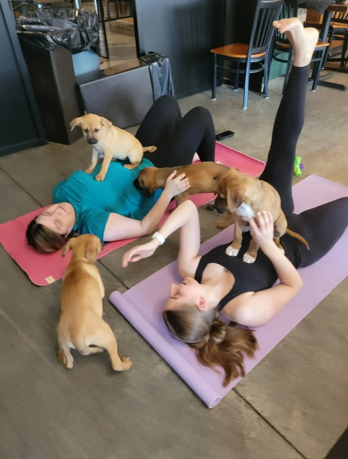 Namaste and Play Puppy Yoga