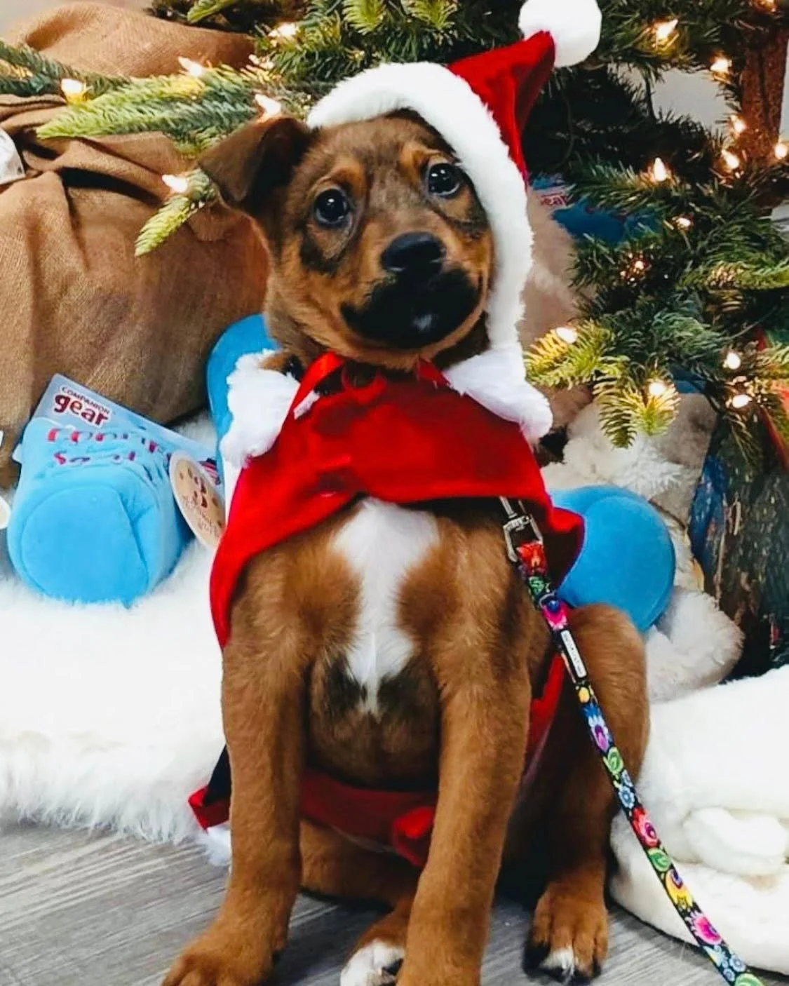 Sunday from 1-3pm, @pethavenmn will be bringing these adoptable pups for you to meet and or cuddle with.

These puppies are Limon, Lennie, Leslie, Lincoln, and Petey the wonder dog!! 
What could be better than puppy cuddles and craft brew on a cold d