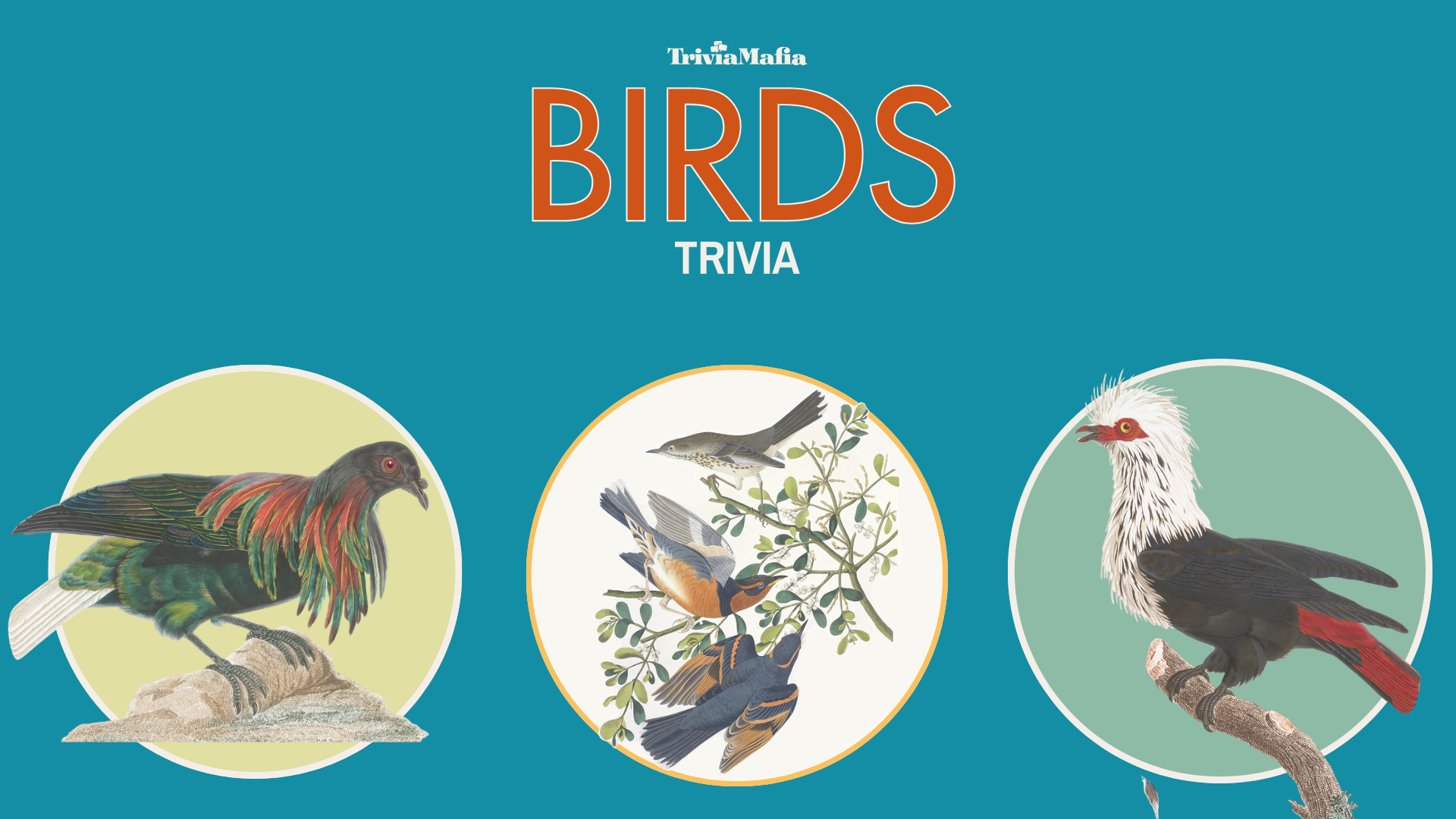Bird Trivia