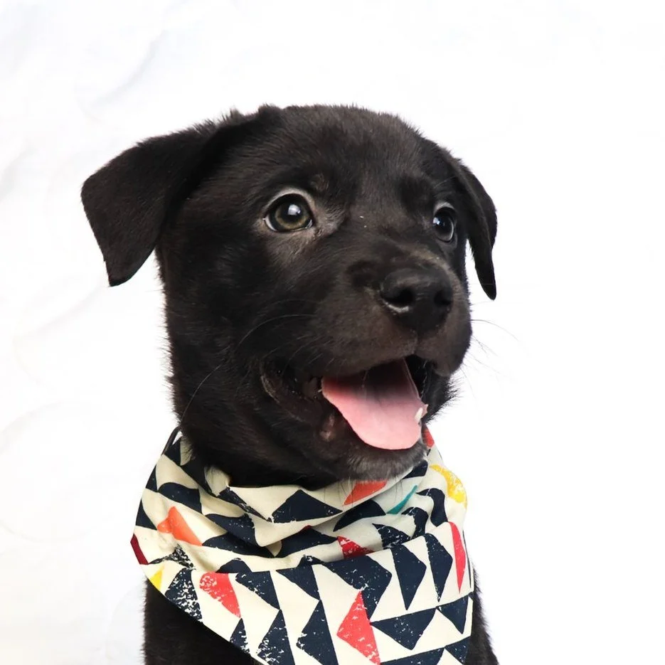 Today (Sunday) from 2-5 @pup_mn will be bringing  these adoptable puppies to the taproom for you to meet. 

Bring a bag of dog food, they are still collecting pet supplies to help families who have been affected by ICE in our community! Leave a bag o