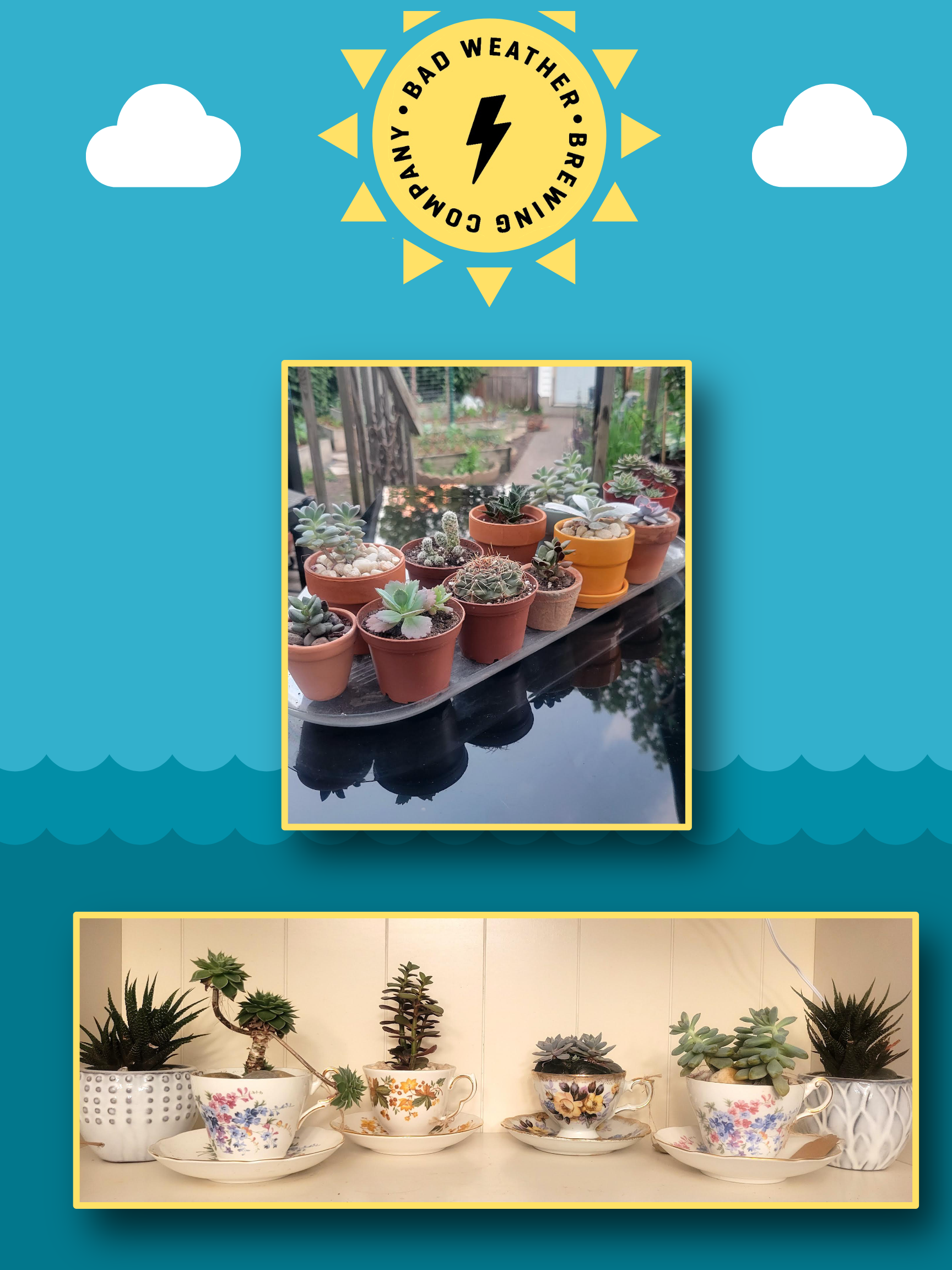 plant.png