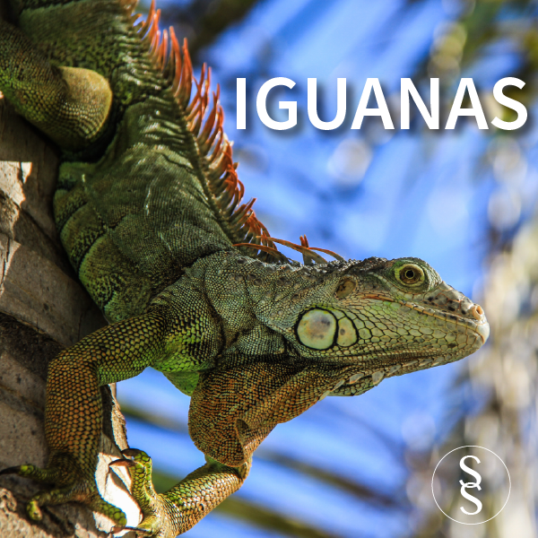 Iguanas