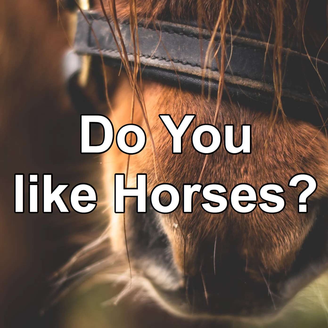 Do You like Horses?