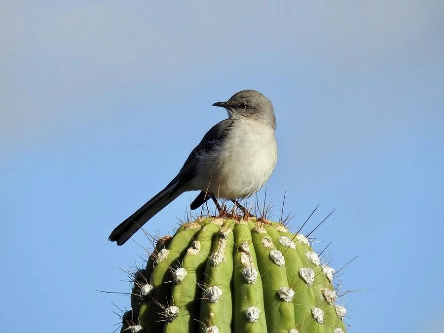 And if that mockingbird won't sing (you are very, very lucky.) 