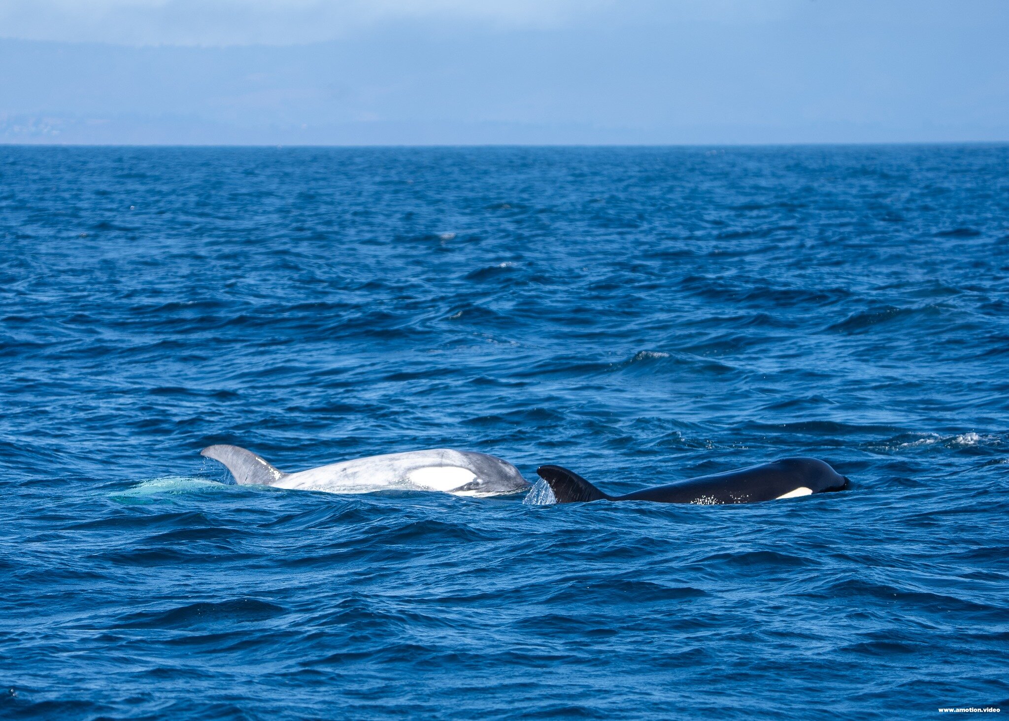 While on a whale watching tour 10/15/23 with Stagnaro Sport Fishing Charters &amp; Whale Watching Cruises, two orca pods were seen feeding together while out on the Monterey bay. Upon a closer look, we discovered that an albino orca was with the pods