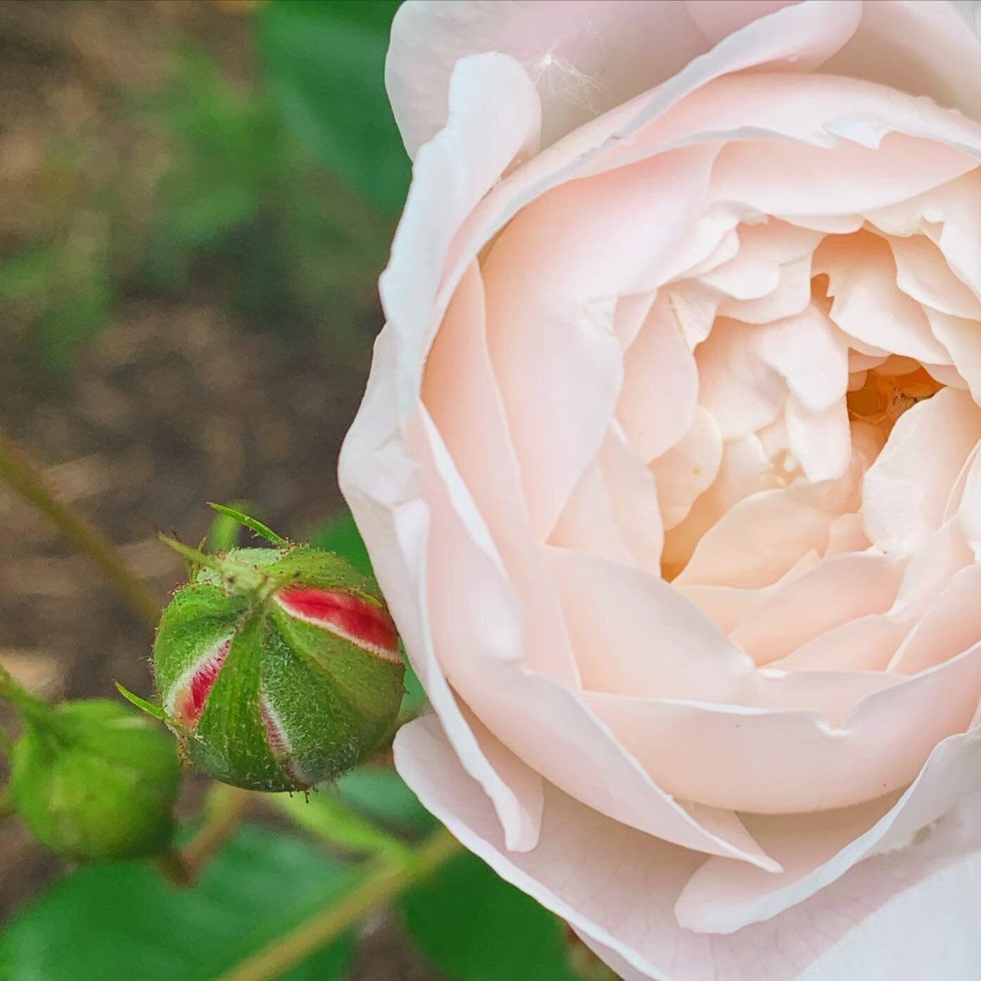 ROSE &bull; ANCESTORS
Plants meet us where we are. Some plants have been in relationship with humxns for a very long time - like roses. They are our ancestors, too.

The roses in our labyrinth have been blooming these last two weeks. Reminding me tha