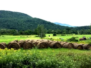 "The Haystacks". The entire day feels like I am living in a painting. The day was cloudy, and cool. Perfect for cycling.