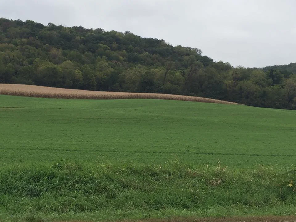 Hills on one side of the road and the flooding river on the other. Peaceful rolling hills of green and ocher.