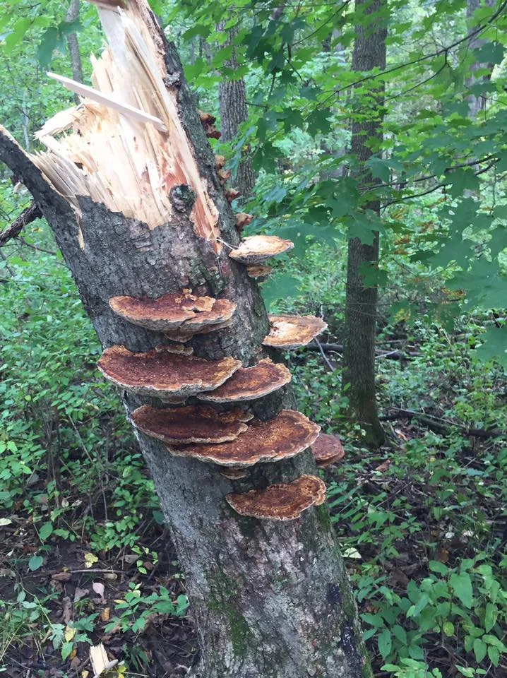  A soggy forest