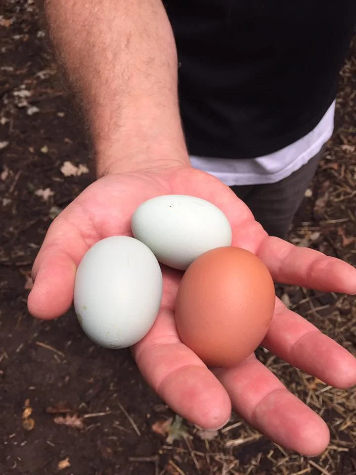 Real free-range organic eggs.