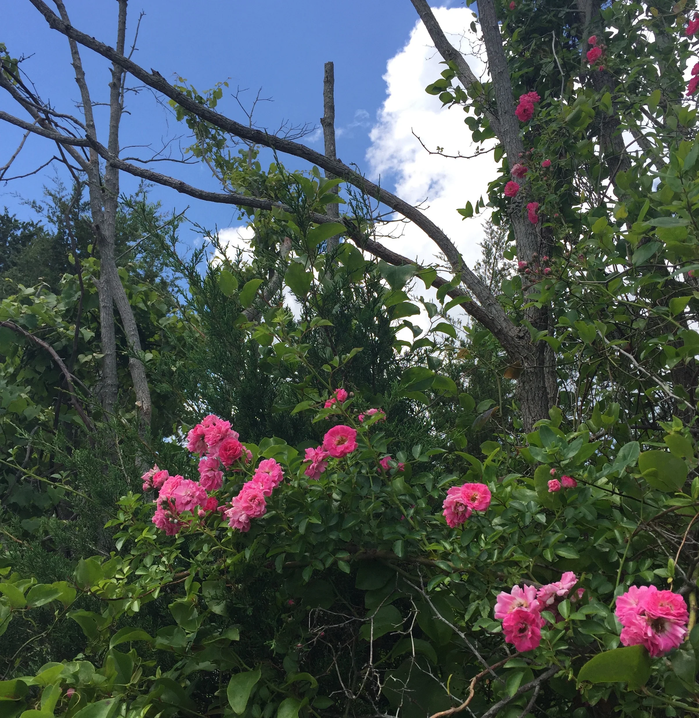 Pink wild roses grow all along the road.