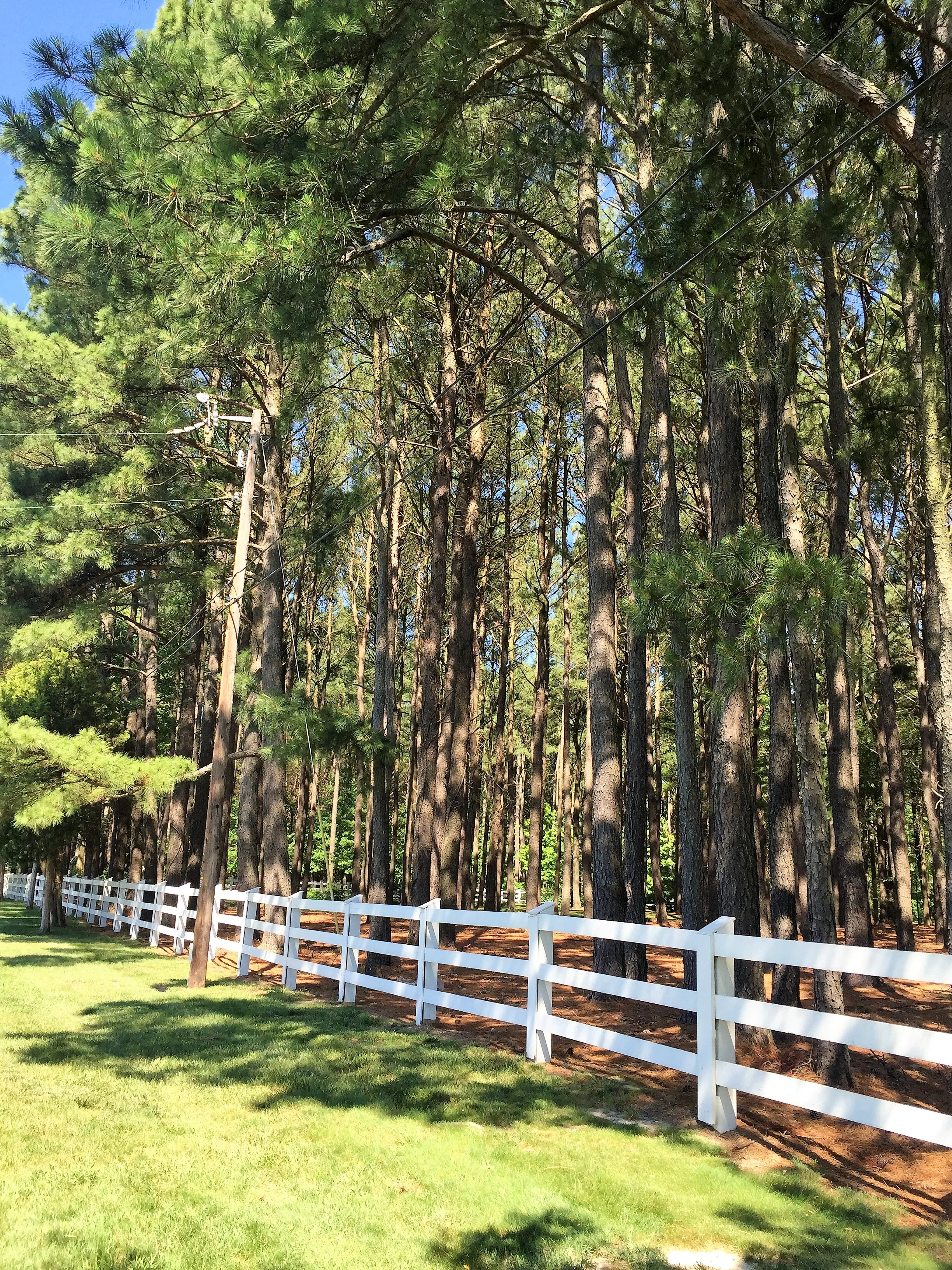 Walls of these tall, tall pine trees line the roadways of MD. 