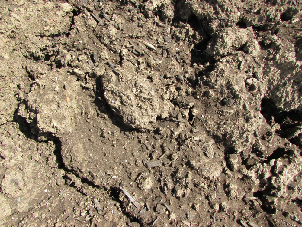 RegularTopsoil.jpg