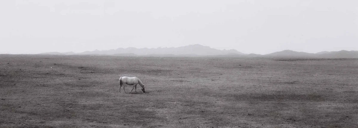 prairie-horse.jpg