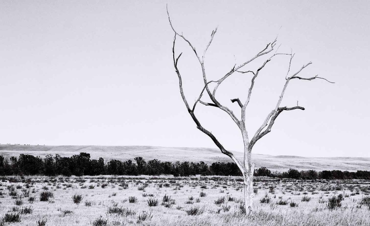 lonely-dead-prairie-tree.jpg