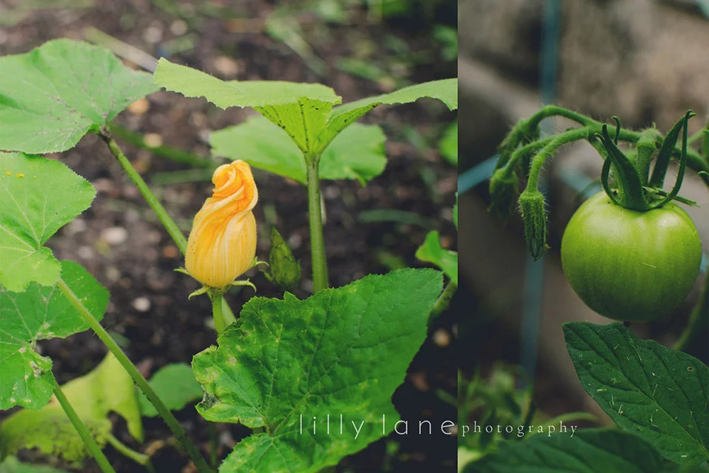 Photo compliments of Lilly Lane Photography