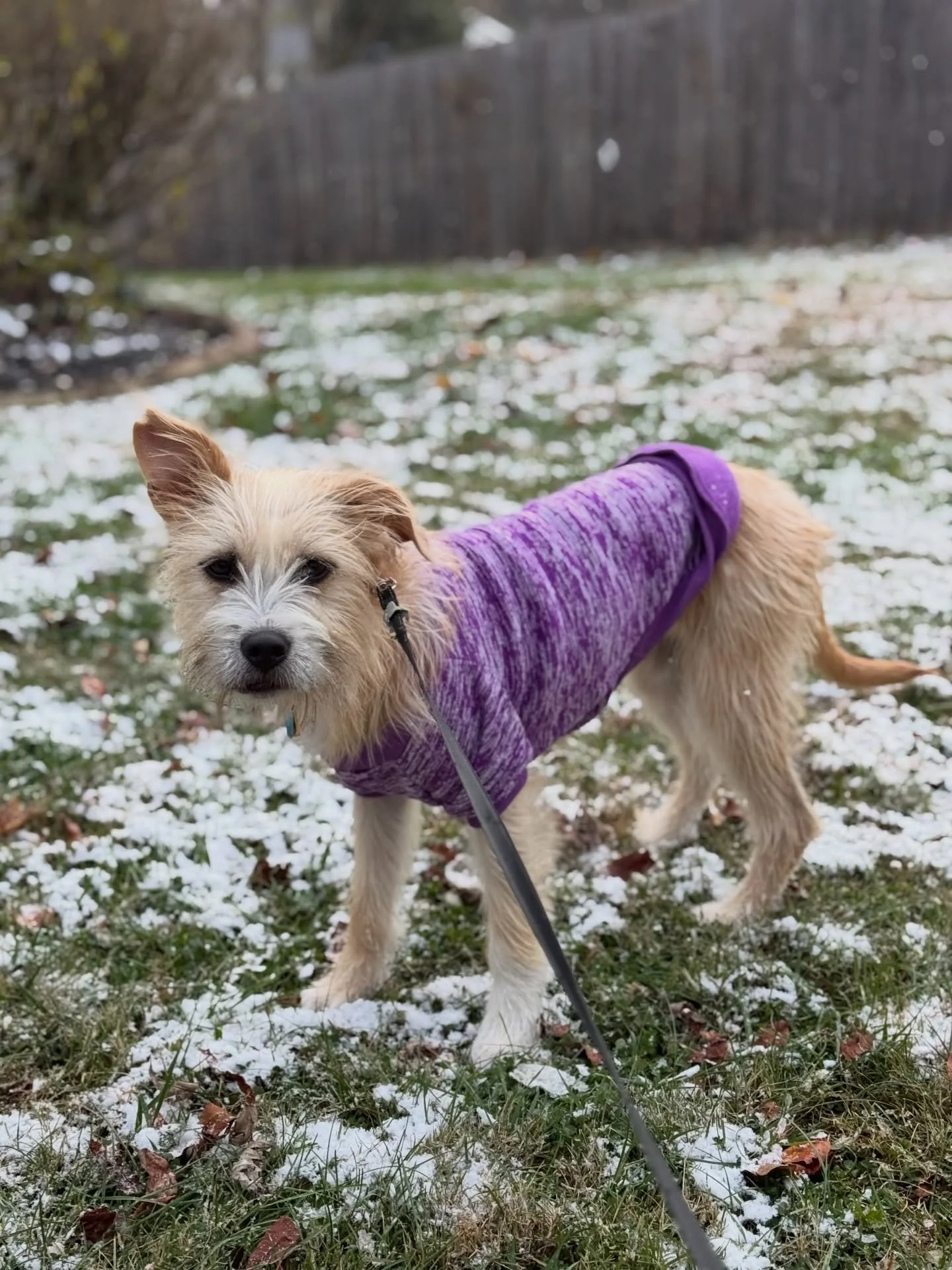 ❄️☃️ Nothing like a new puppy love to warm our hearts on these chilly, winter days. Introducing T Beans, our family&rsquo;s newest snuggle buddy. #softlaunch