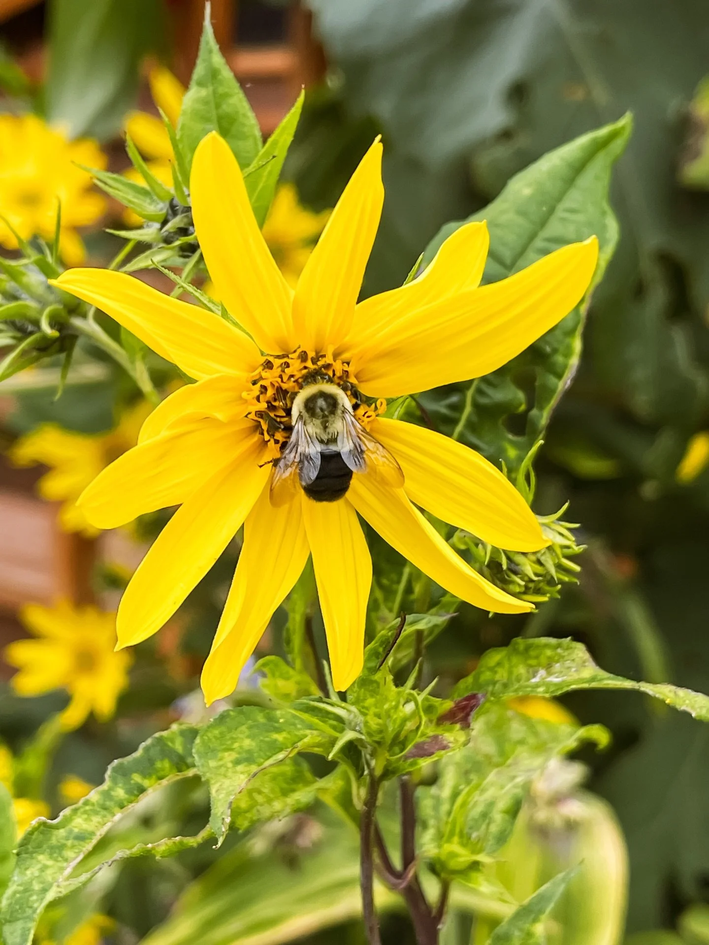 Happy World Bee Day! 🐝🐝

We love watching our local pollinators in our garden and parks. So grateful for these tiny creatures who do important jobs. Just goes to show, no matter how small you are (or feel), God can still use you in a BIG way!

#wor