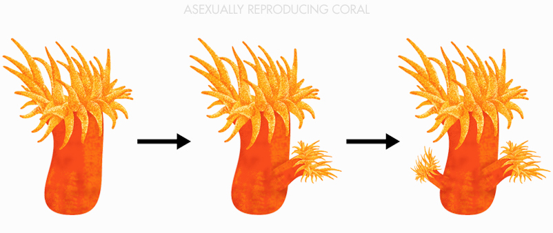 a-repro-coral.jpg