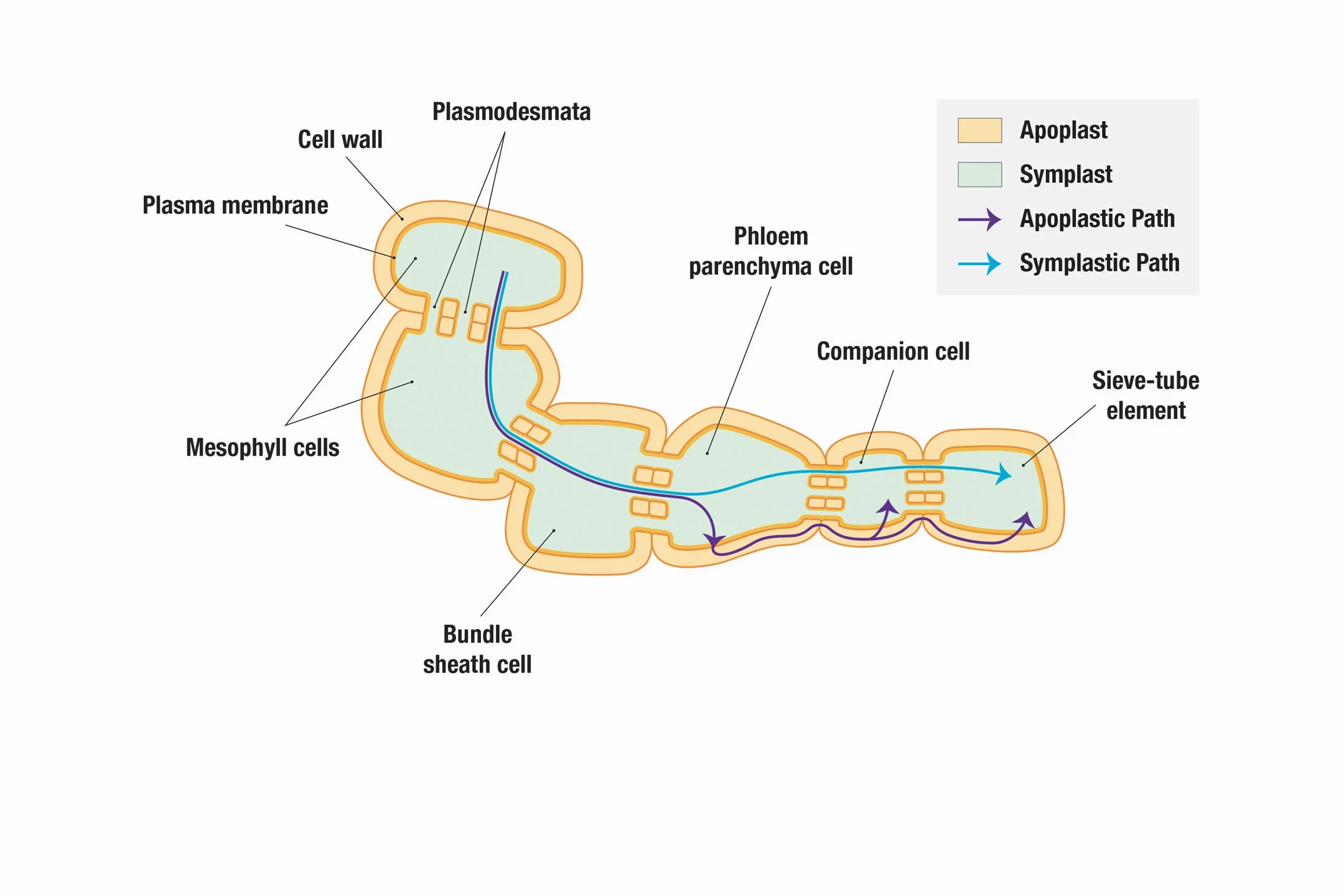 Phloem Loading Diagram