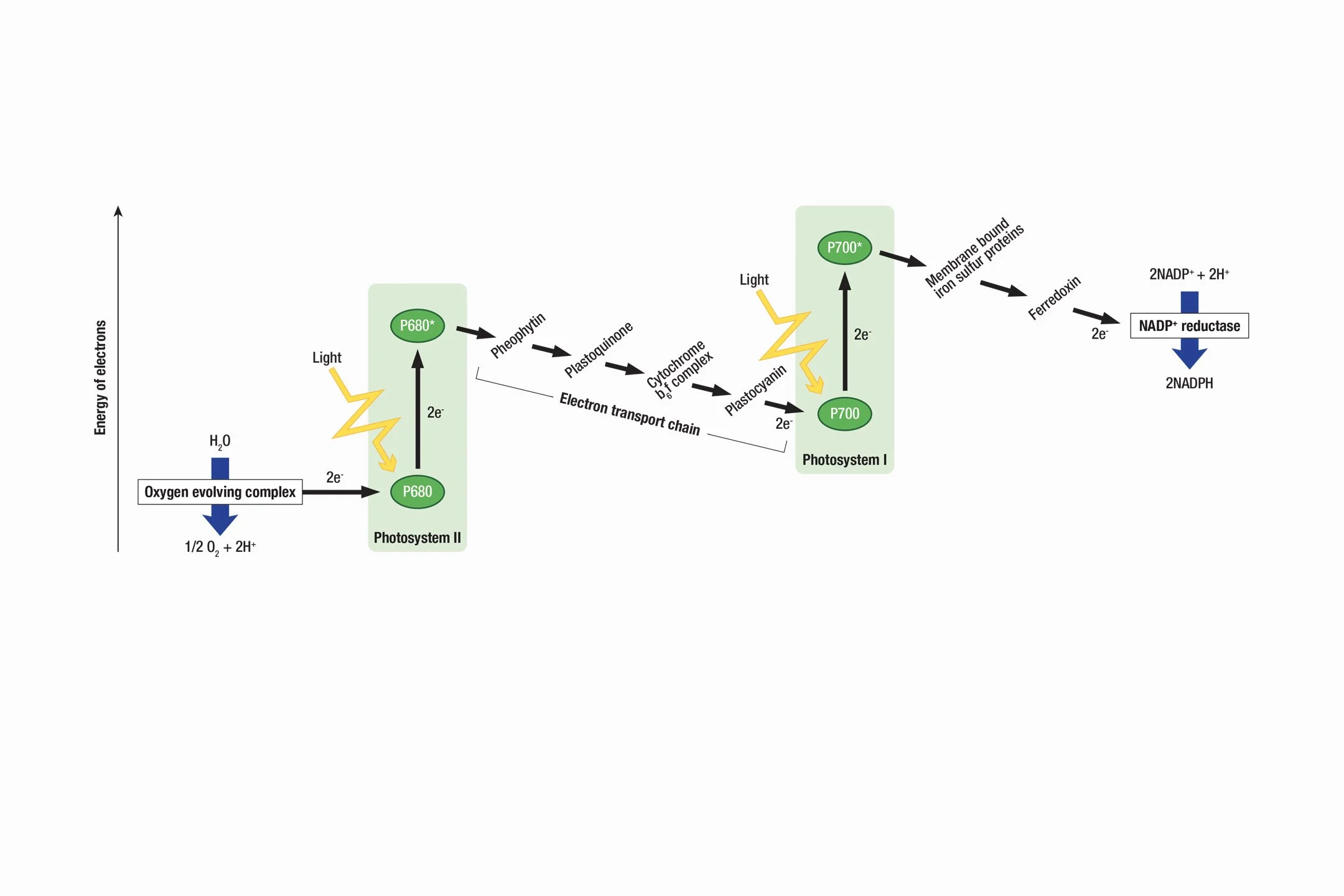 Photosynthesis Z-Scheme Diagram