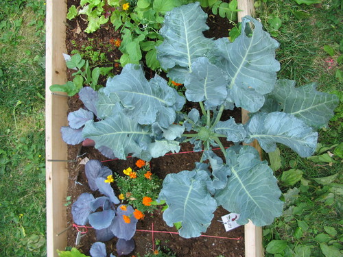 Open Time at Marion Street Intergenerational Garden