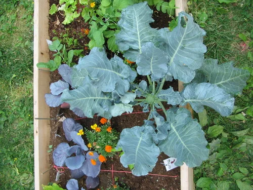 Open Time at Marion Street Intergenerational Garden