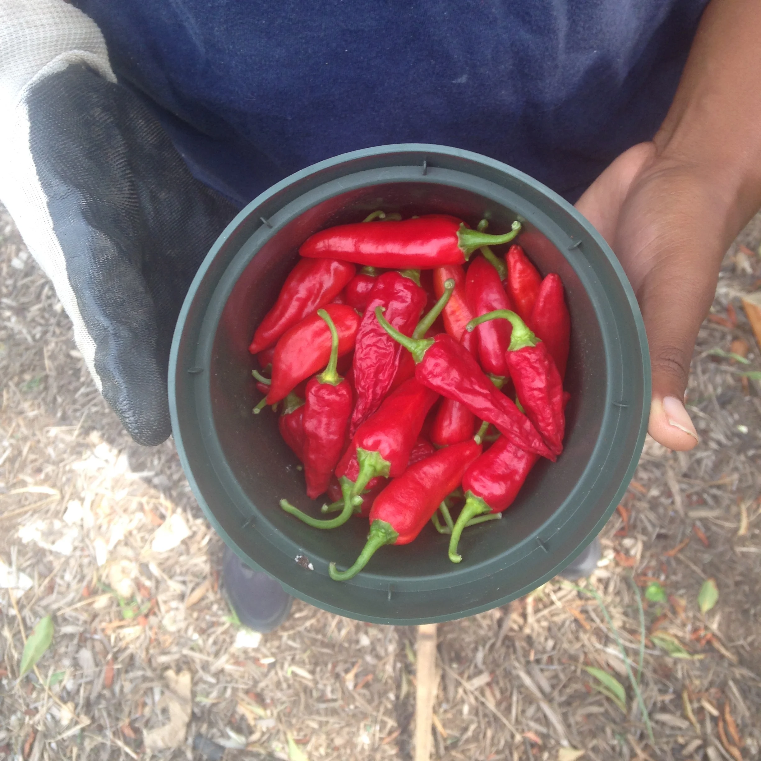Fall Work Day at Eastern Legacy Garden