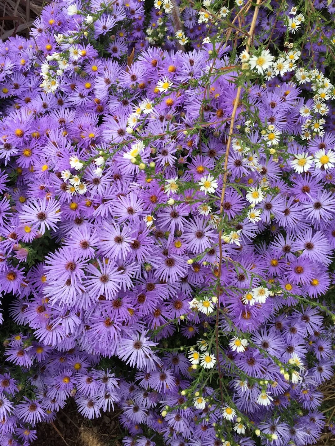 Spring Work Day!  Volunteers needed at Girard Children's Community Garden!