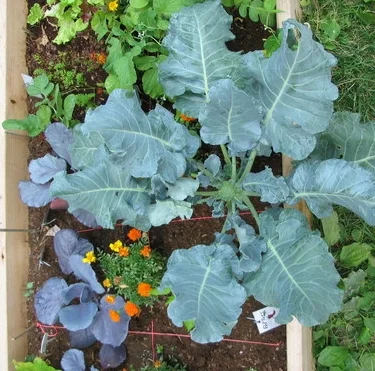 VOLUNTEERS NEEDED for Fall Work Day at DC Bilingual Campus