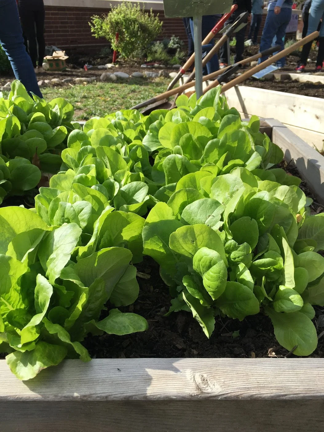 Fall Work Day at Cardozo High School