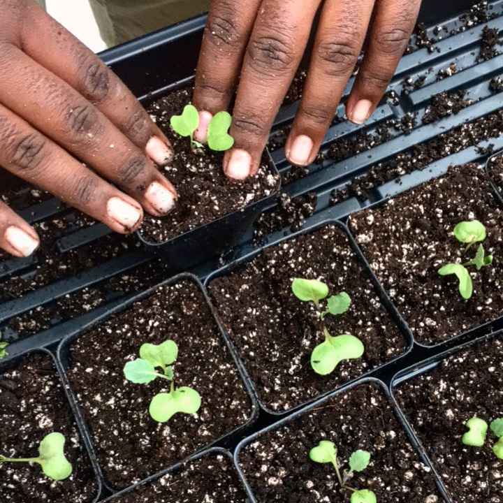 Seedling Sale at Eastern Senior High School