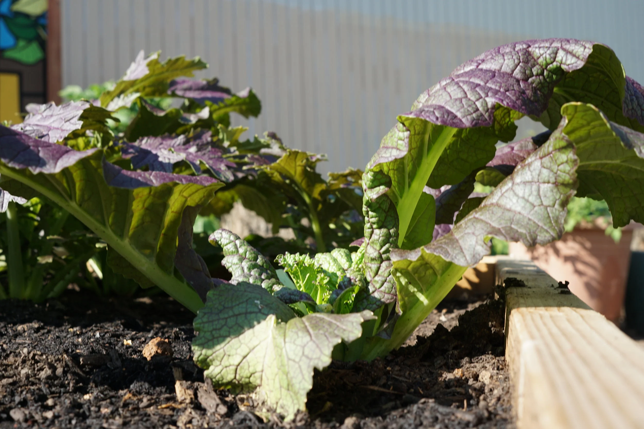 Life Lab's School Garden Support Organization Leadership Institute