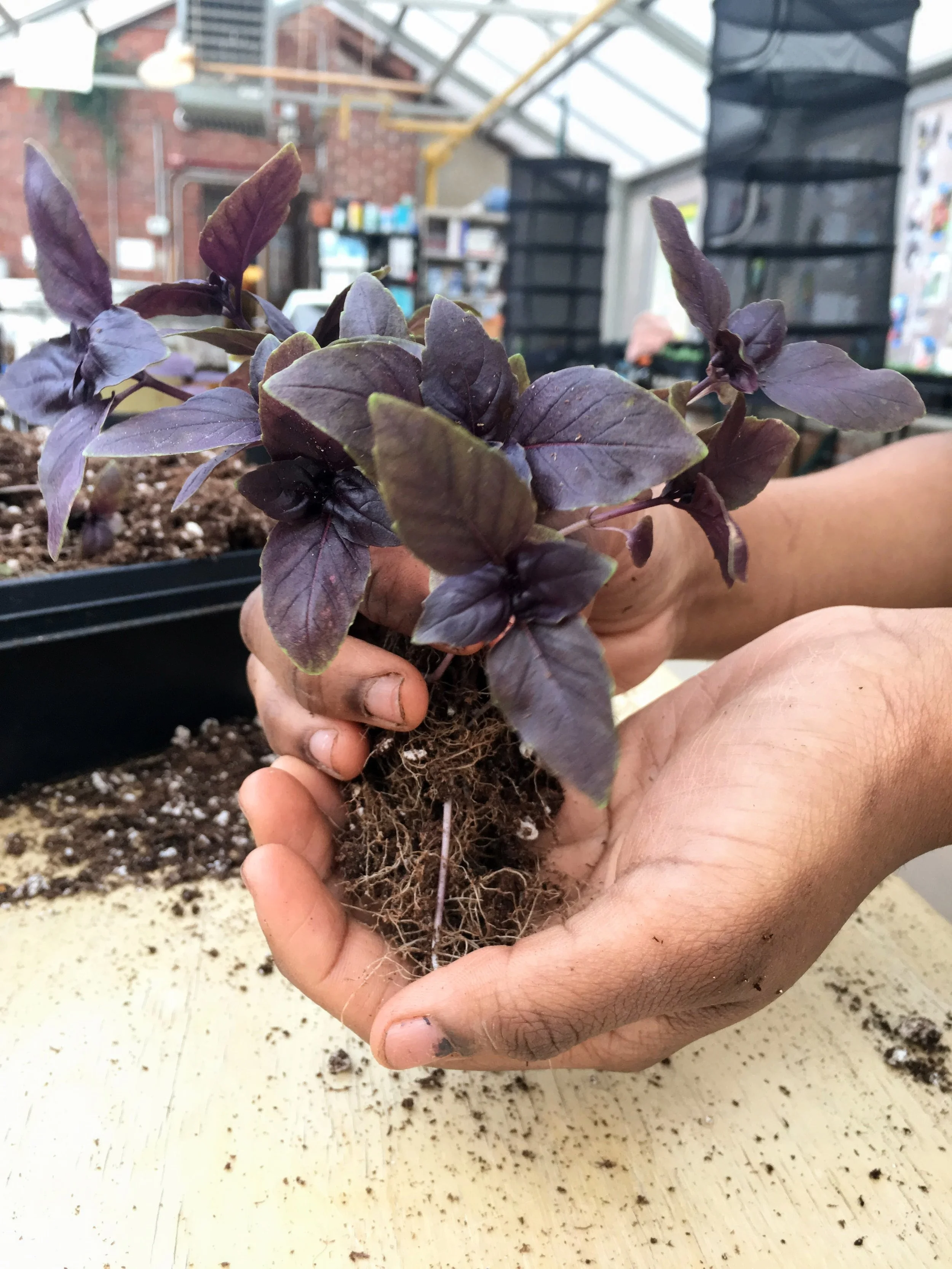 Mighty Greens + Capital Area Food Bank Seedling Workshop