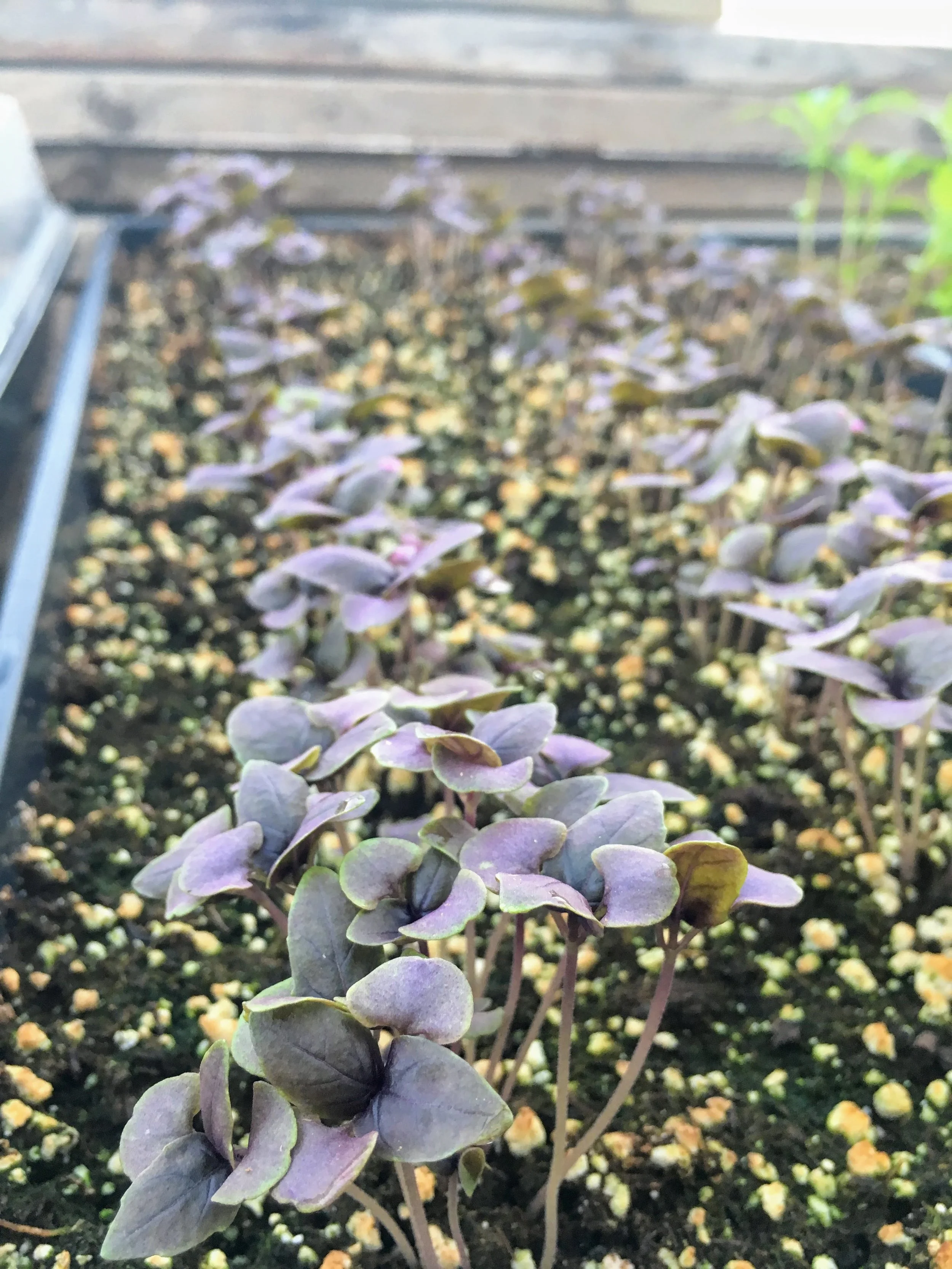 Mighty Greens + Capital Area Food Bank Seedling Workshop