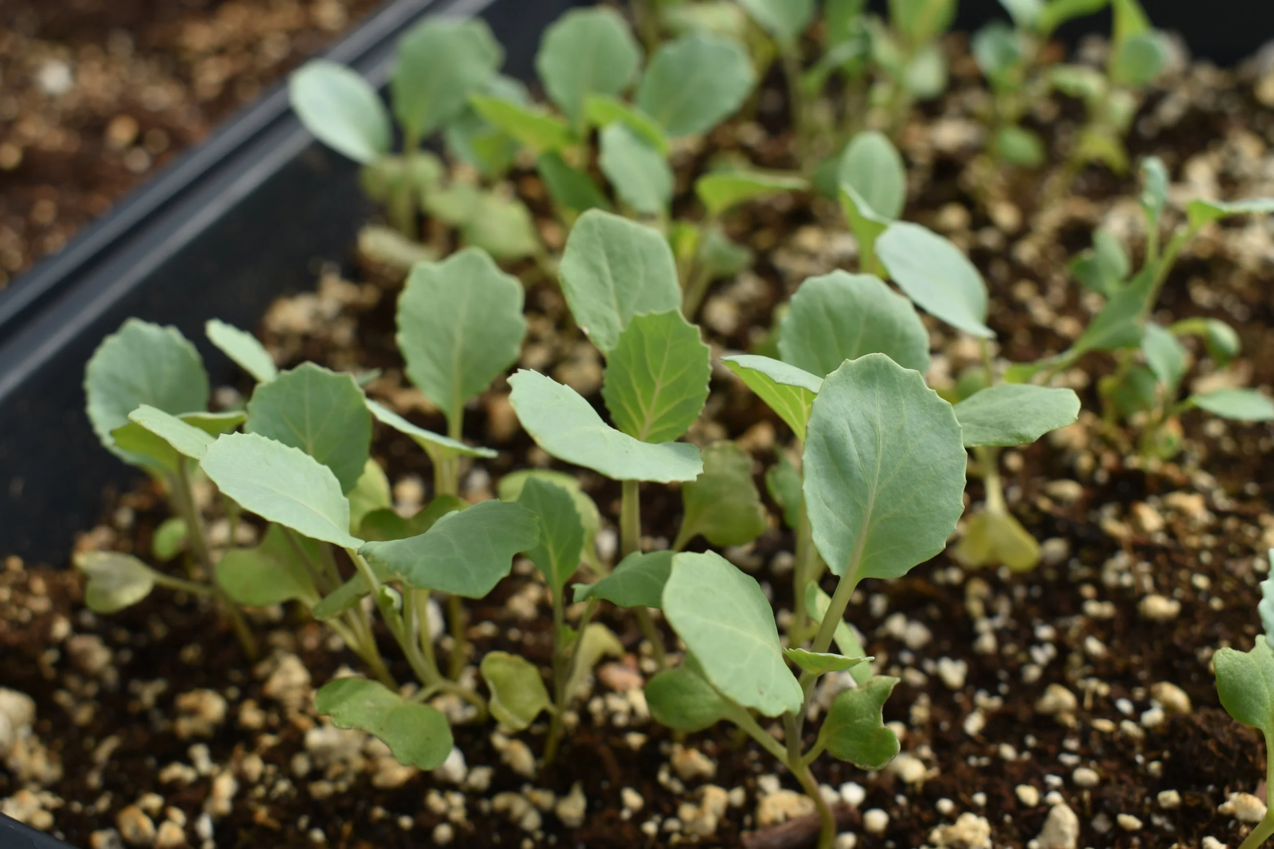Mighty Greens + Dreaming Out Loud Seed Swap and Plant Sale!