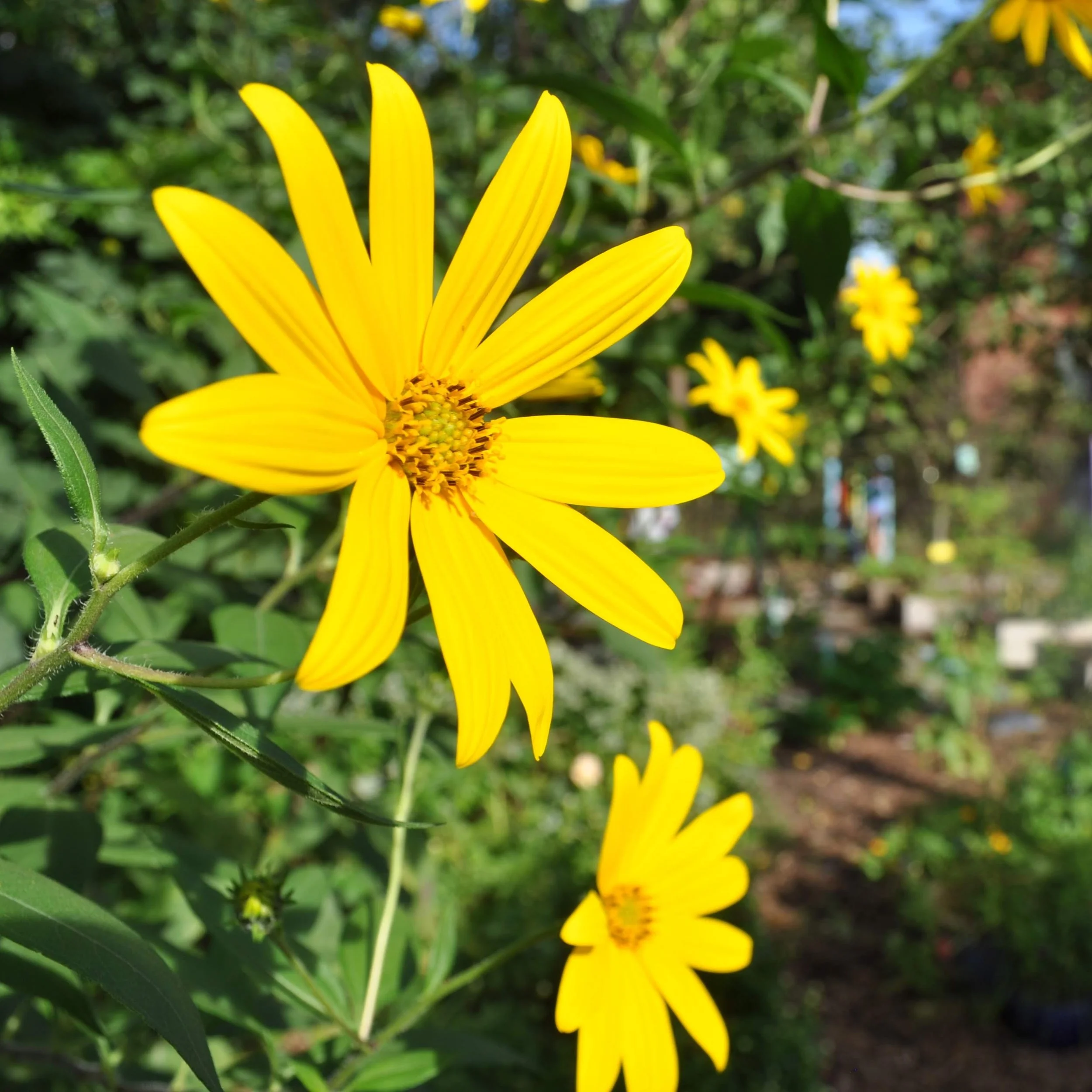 Imagine Hope-Lamond Campus New Garden Build!