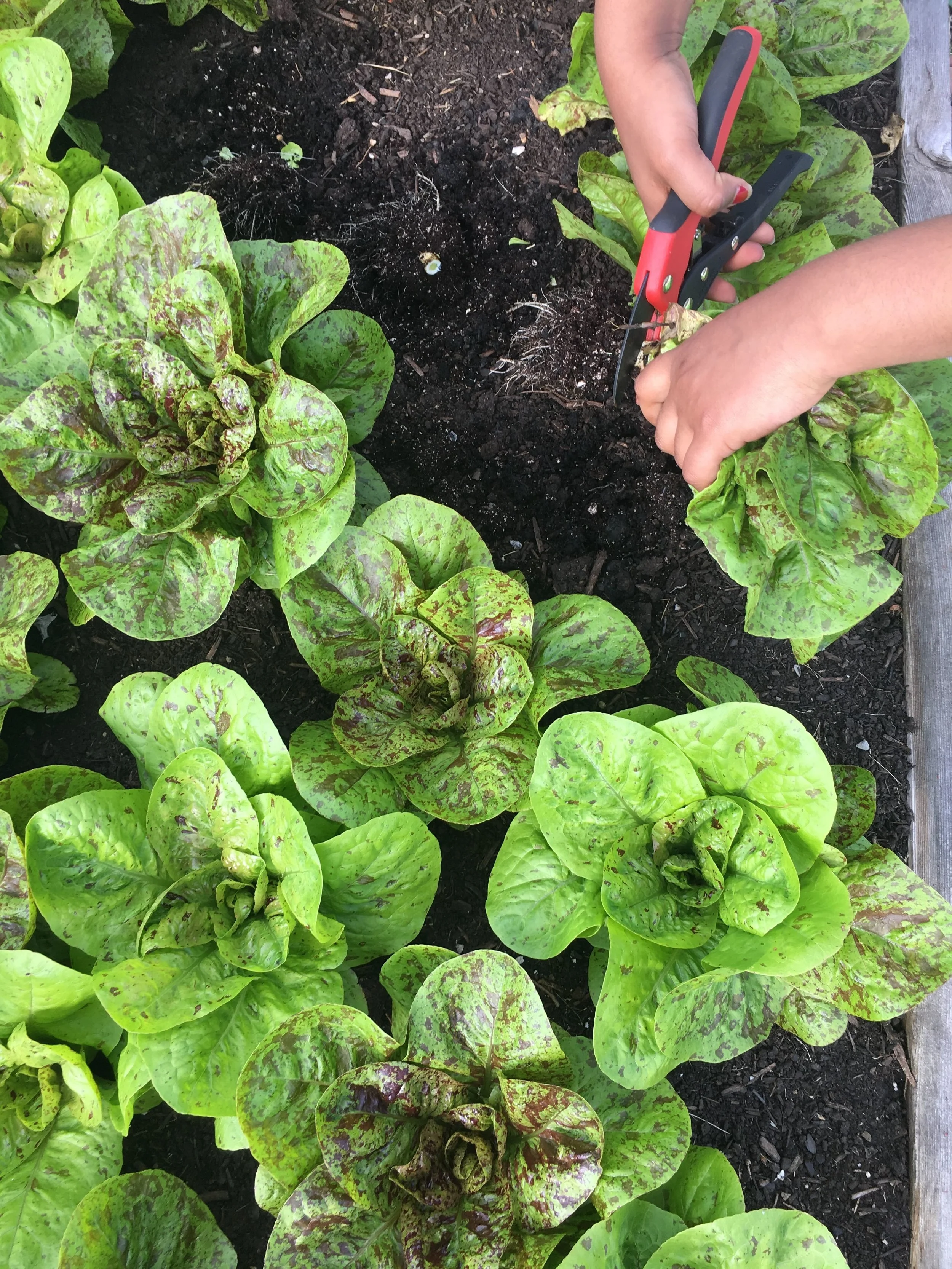 Fall Workday at LaSalle-Backus Education Campus