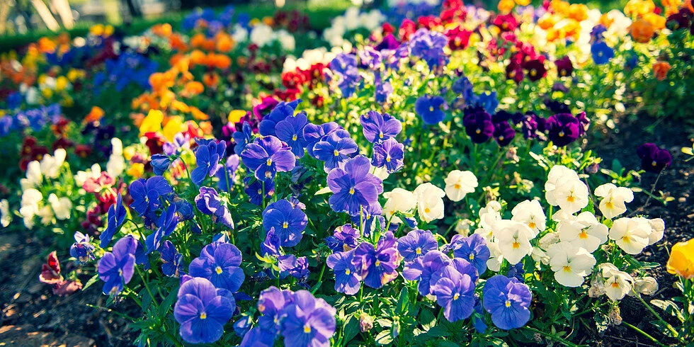 BloomCatch's Inaugural Plant Swap &amp; Fundraiser