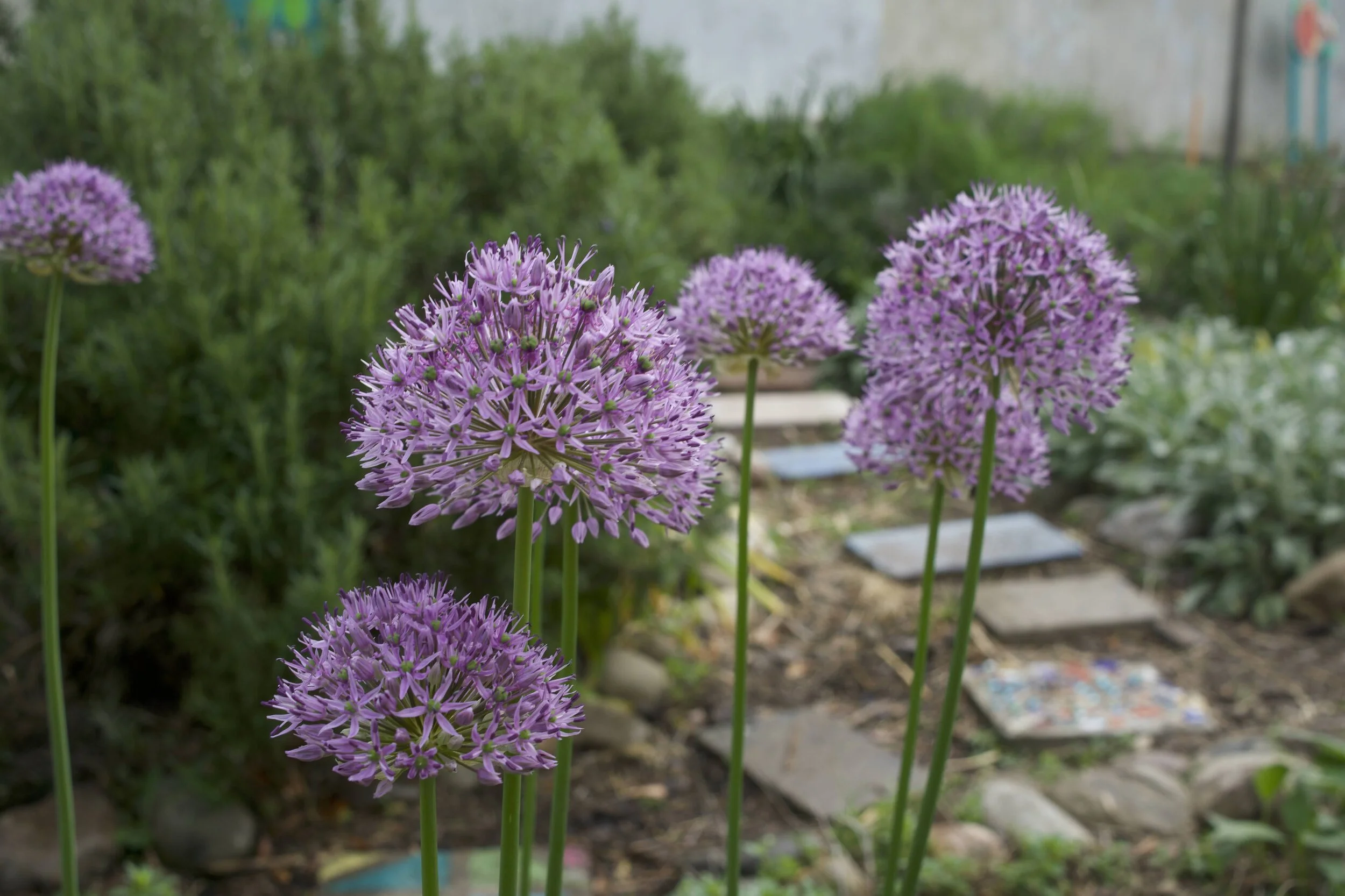 Volunteer Workday at Friendship PCS School- Lamond Campus Garden 