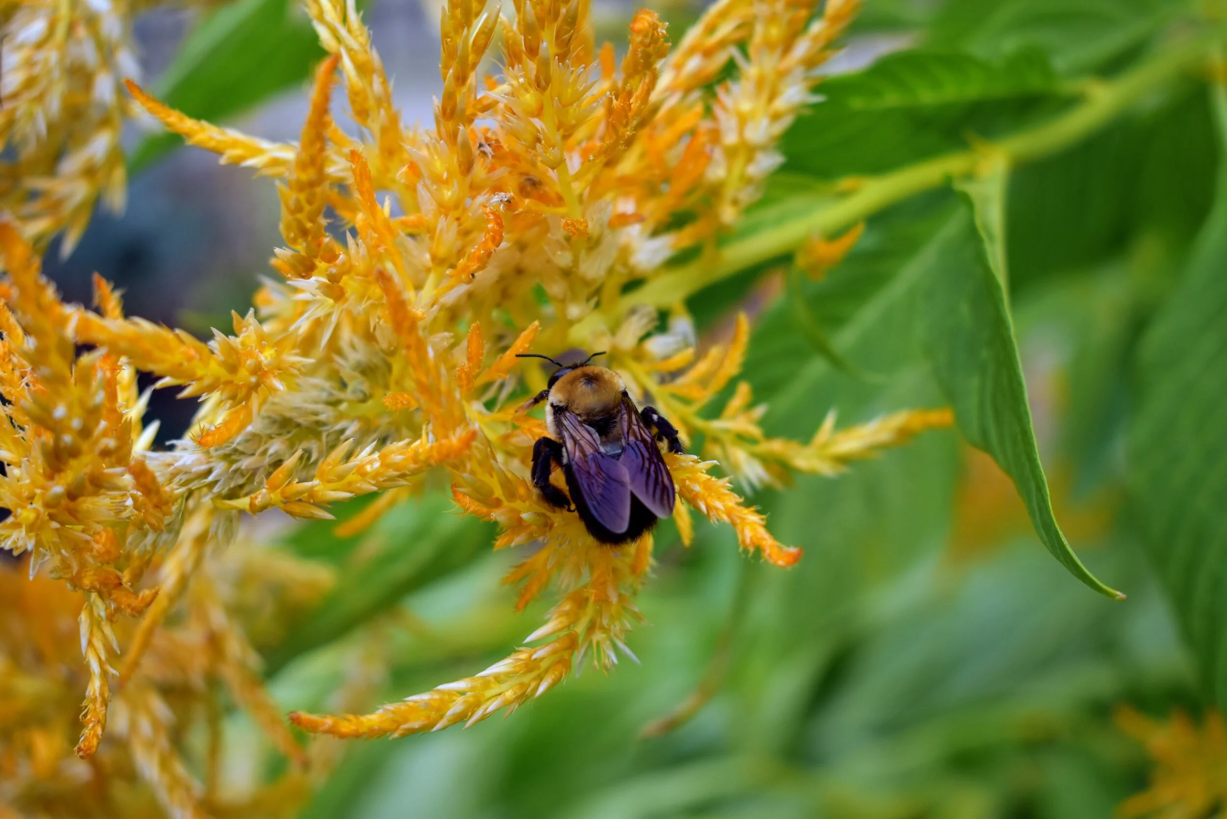 Bee-Themed Open Time with Avéole at Marion St. Intergenerational Garden!